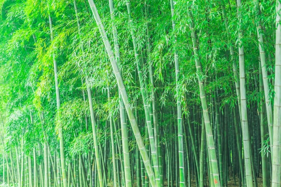bisnis sedotan bambu