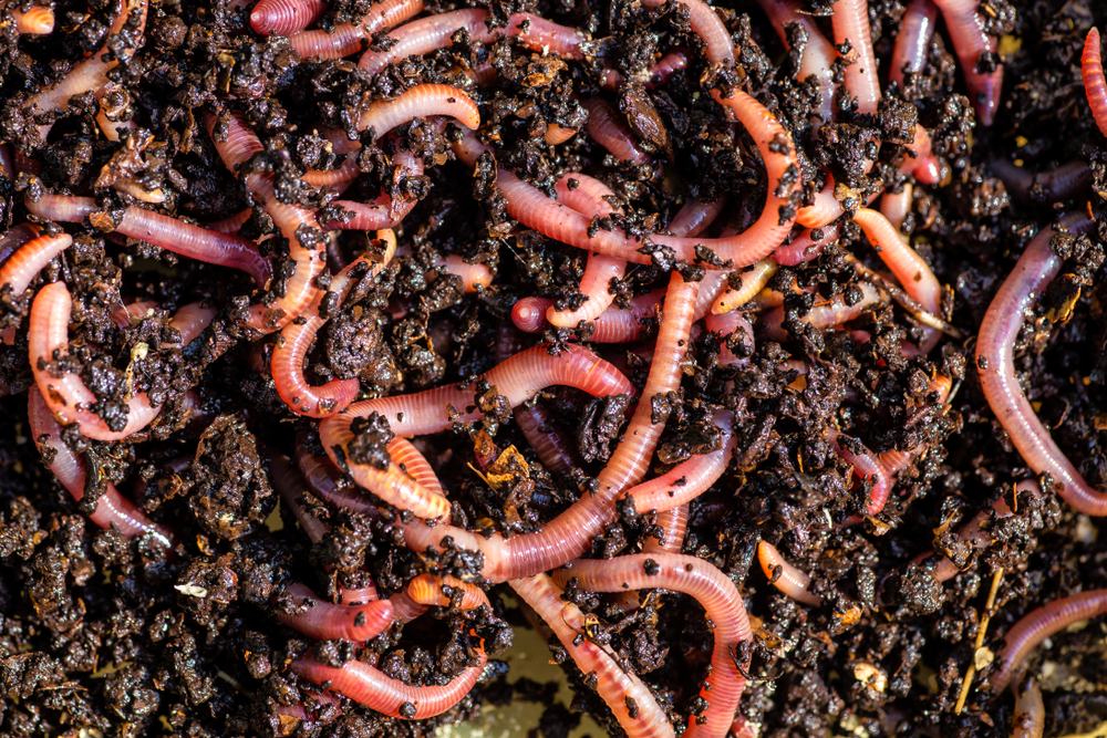 cara budidaya untuk bisnis cacing tanah