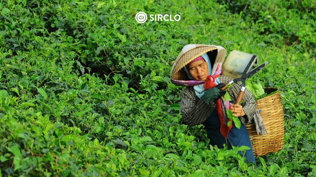daerah penghasil teh di Indonesia